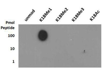 HIST2H3C Antibody