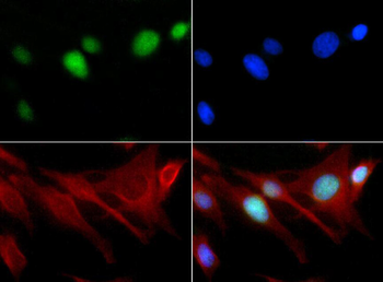 HIST2H3C Antibody