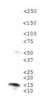 HIST2H3C Antibody