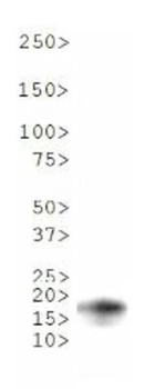 HIST2H3C Antibody
