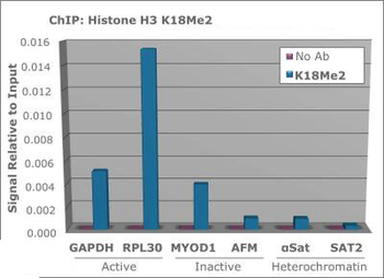 HIST2H3C Antibody