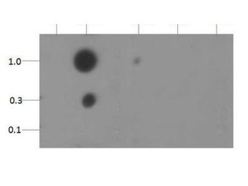 HIST2H3C Antibody