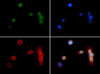 HIST2H3C Antibody