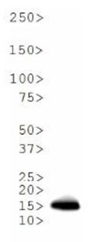 HIST2H3C Antibody