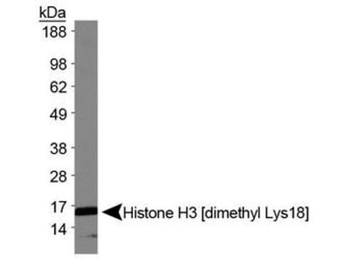 HIST2H3C Antibody