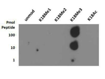 HIST2H3C Antibody