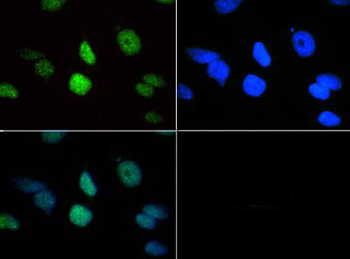 HIST2H3C Antibody