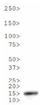 HIST2H3C Antibody