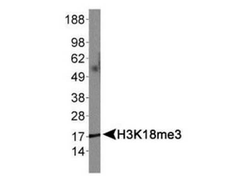 HIST2H3C Antibody