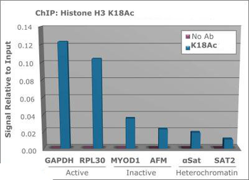 HIST2H3C Antibody