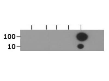 HIST2H3C Antibody
