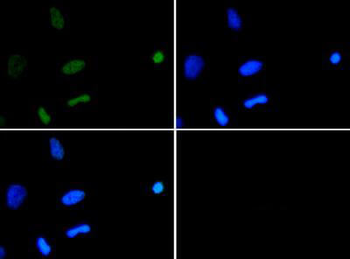 HIST2H3C Antibody