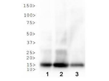 HIST2H3C Antibody