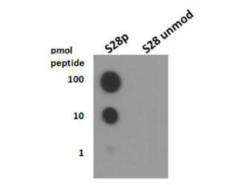 HIST2H3C Antibody