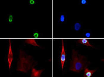 HIST2H3C Antibody