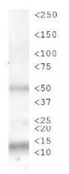 HIST2H3C Antibody
