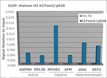 HIST2H3C Antibody