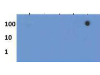 HIST2H3C Antibody