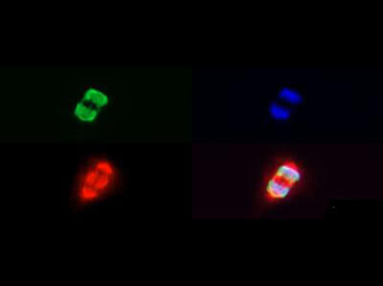 HIST2H3C Antibody