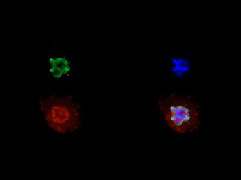 HIST2H3C Antibody