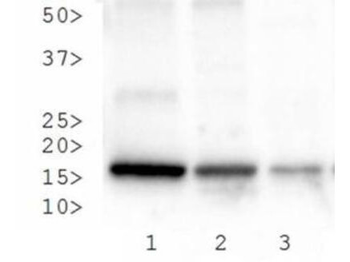 HIST2H3C Antibody