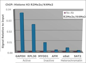 HIST2H3C Antibody