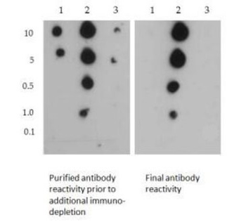 HIST2H3C Antibody
