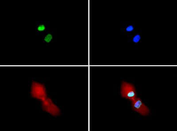 HIST2H3C Antibody
