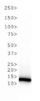 HIST2H3C Antibody