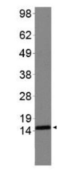 HIST2H3C Antibody