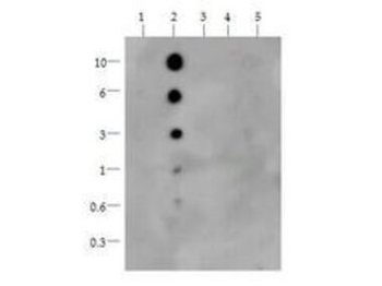 HIST2H3C Antibody