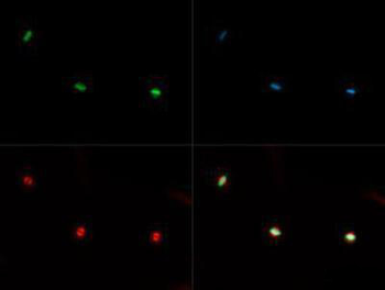 HIST2H3C Antibody