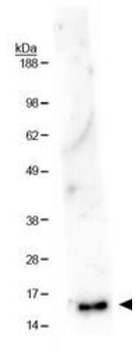 HIST2H3C Antibody