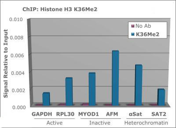 HIST2H3C Antibody