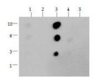 HIST2H3C Antibody