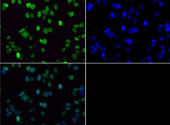 HIST2H3C Antibody