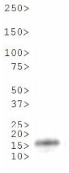 HIST2H3C Antibody