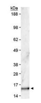 HIST2H3C Antibody