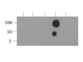 HIST2H3C Antibody