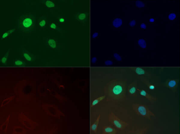 HIST2H3C Antibody