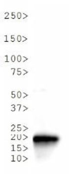 HIST2H3C Antibody