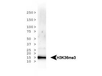 HIST2H3C Antibody