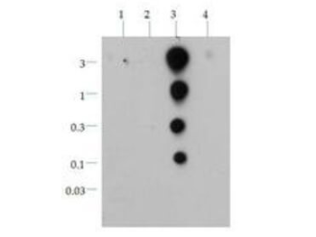 HIST2H3C Antibody