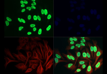 HIST2H3C Antibody