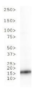 HIST2H3C Antibody