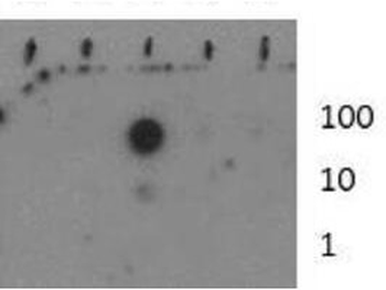 HIST2H3C Antibody