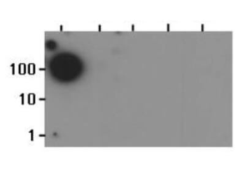 HIST2H3C Antibody