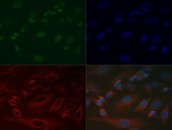 HIST2H3C Antibody
