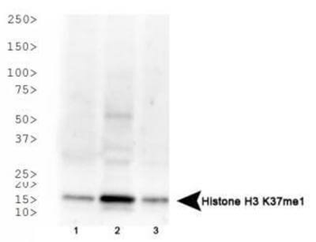 HIST2H3C Antibody