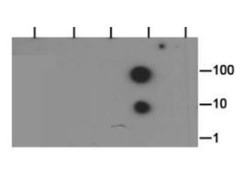 HIST2H3C Antibody